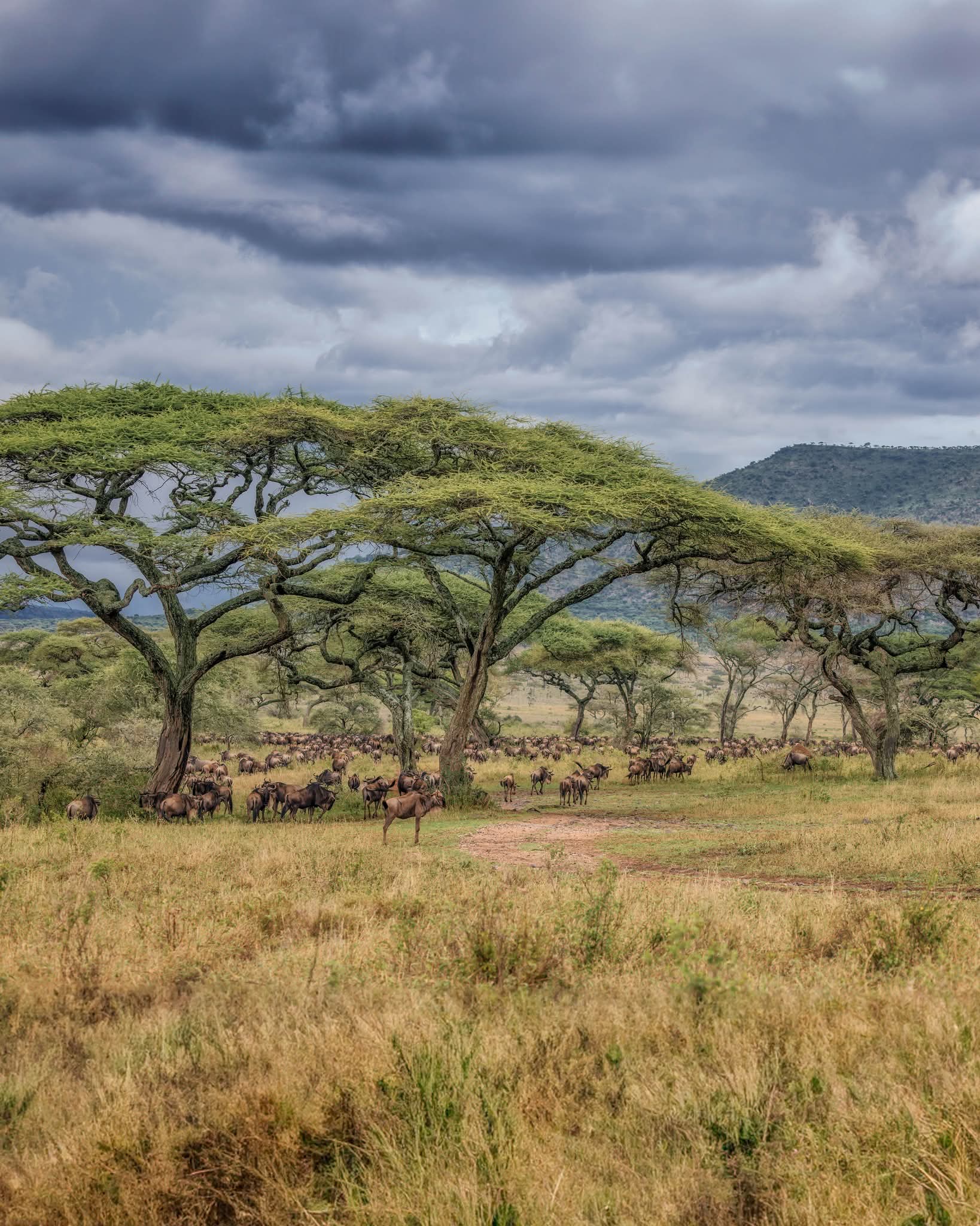 Ngorongoro Crater Tours