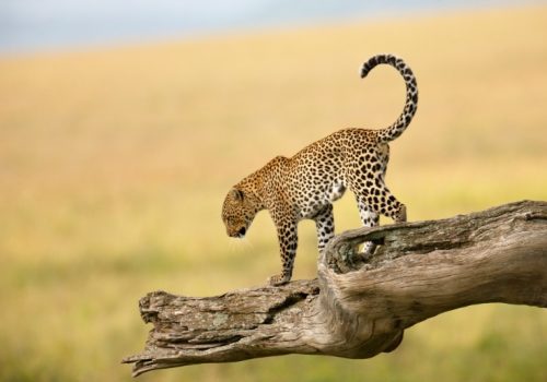 Matunda  Eco Adventures